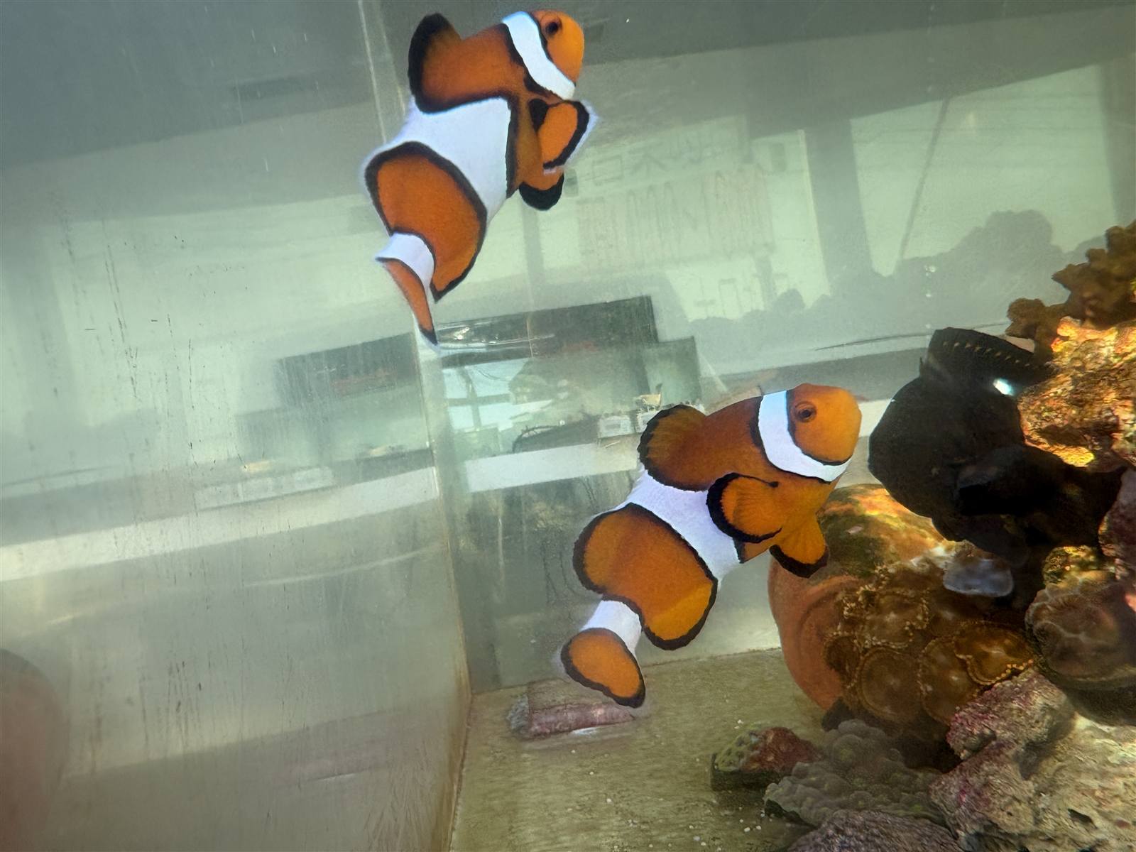 カクレクマノミのペア